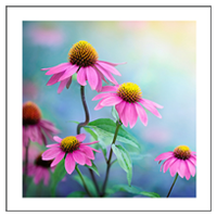 Echinacea purpurea